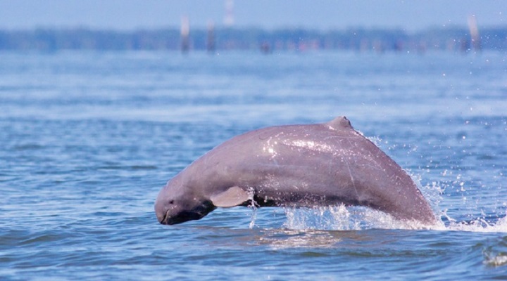 Irrawaddy Dolphins Experience > Myanmar Shalom Travels